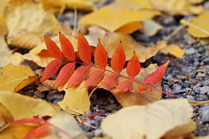 leaf, leaves, autumn, red, yellow, HD wallpaper