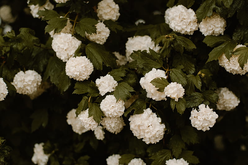 Of White Petaled Flower, HD wallpaper