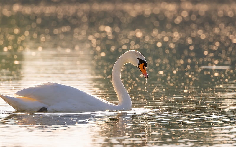 white swan, lake, sunset, evening, beautiful white bird, HD wallpaper