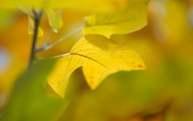 leaf close-up yellow-Plants, HD wallpaper