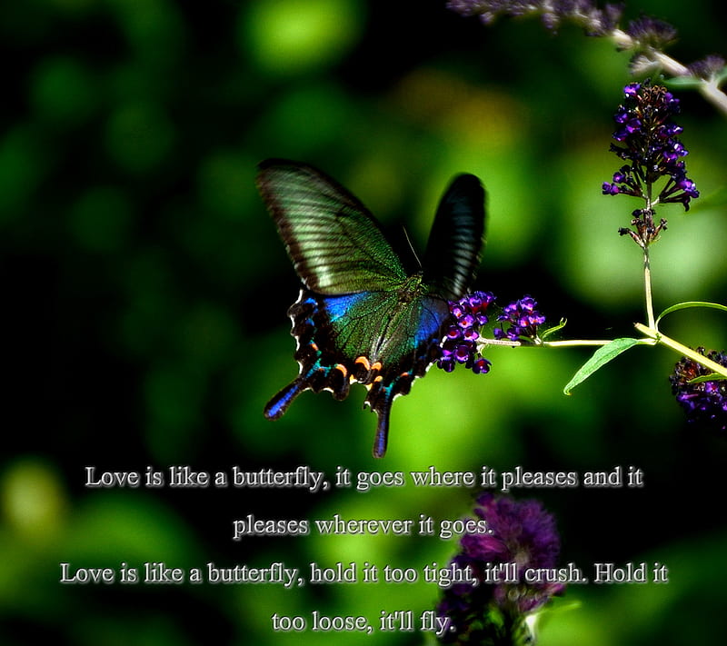 butterfly proverbs