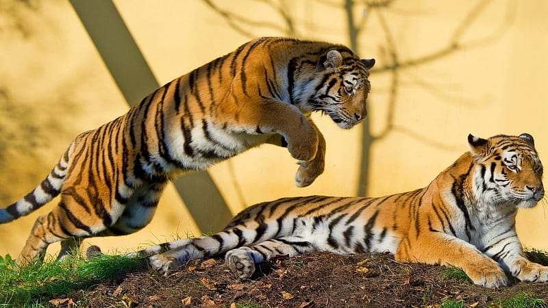 Tigers playing, frumoase feline, cele, mai, sunt, HD wallpaper