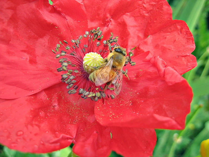 bee on a red poppy, red, bee, blossom, macro, flower, HD wallpaper