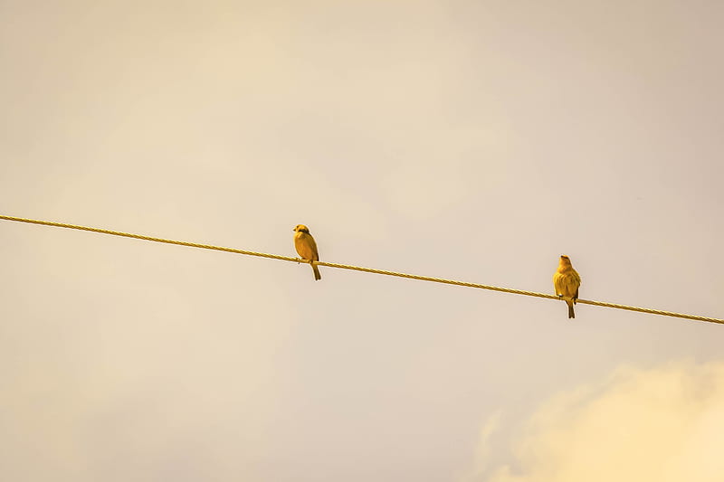 two yellow birds on string, HD wallpaper