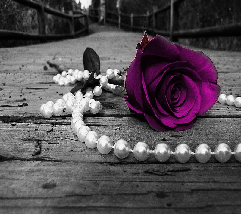 purple rose, cool, flirt, love, nature, new, pearls, romance, HD wallpaper