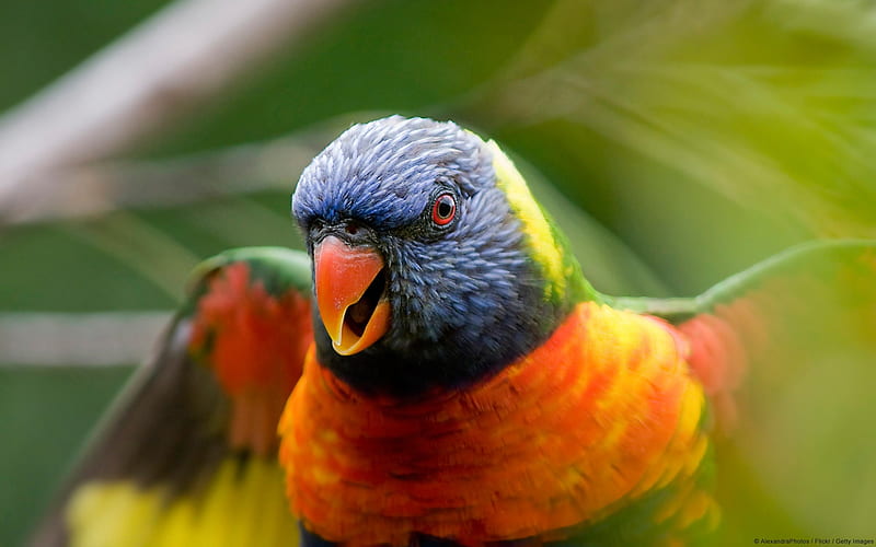 rainbow lorikeet parrot-Animal World, HD wallpaper