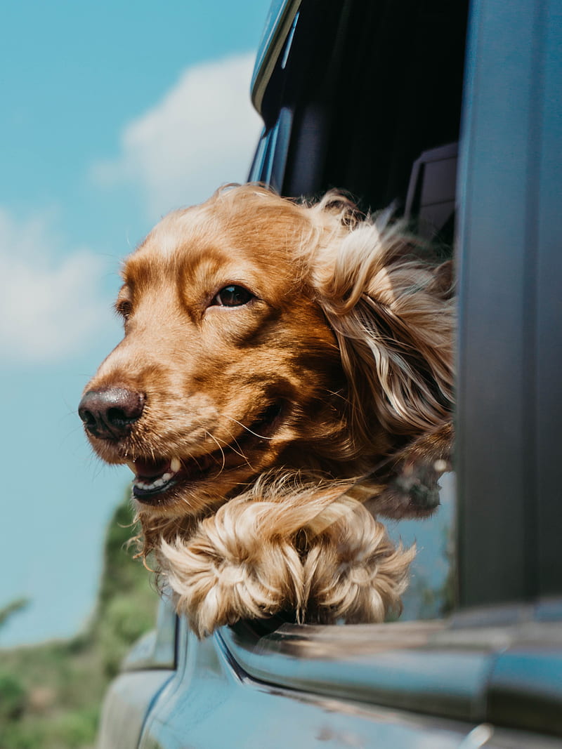 dog, cute, pet, car, window, HD phone wallpaper