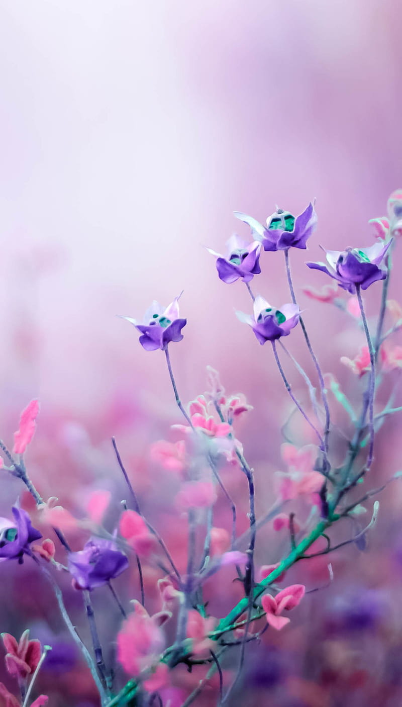 Flores violetas, naturaleza, rosa, Fondo de pantalla de teléfono HD | Peakpx