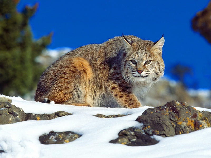 Bobcat, rocks, snow, cat, hunter, HD wallpaper