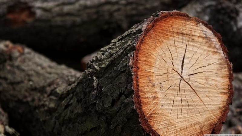 Cut timber, autumn, tree, graphy , abstract, wood, HD wallpaper
