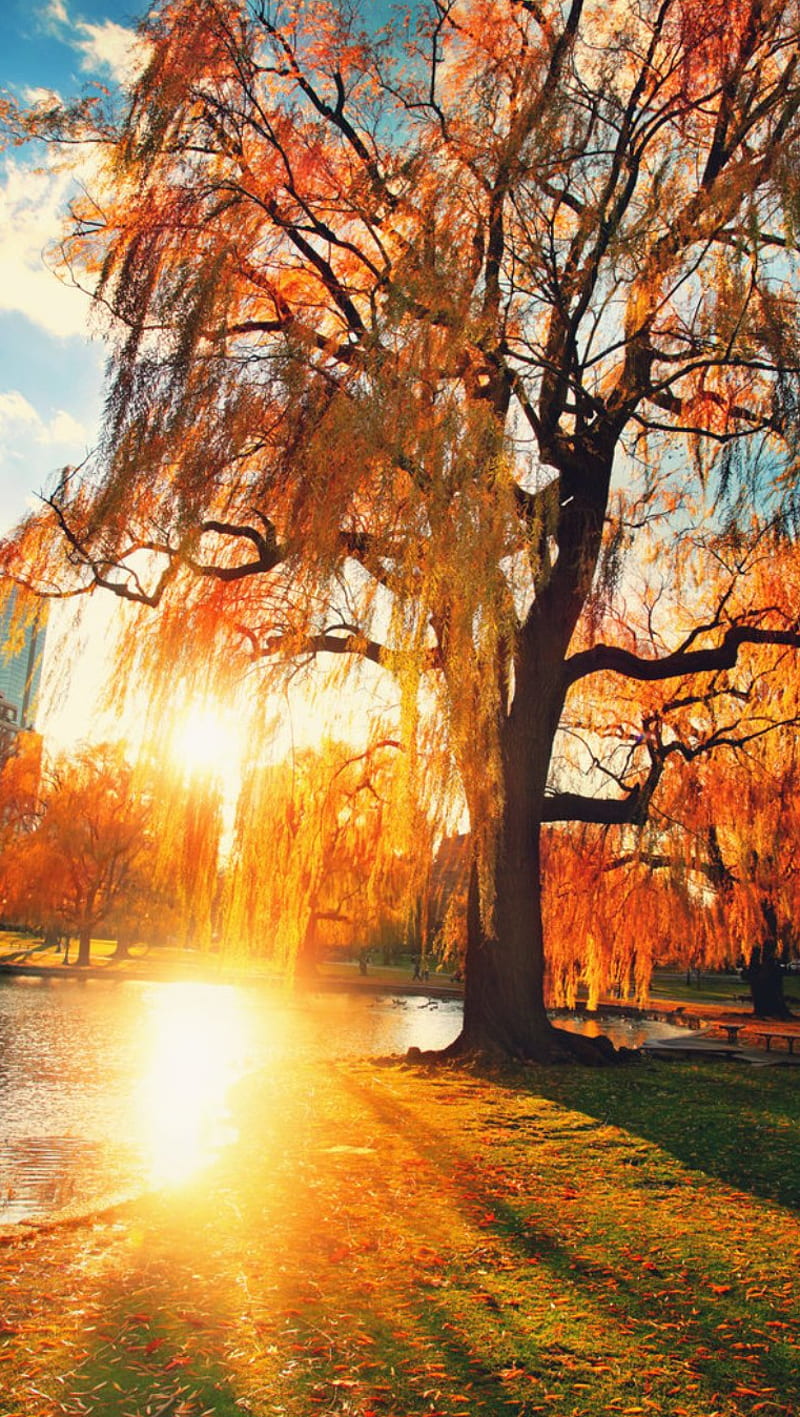 New Beginnings, nature, sunset, tree, HD phone wallpaper