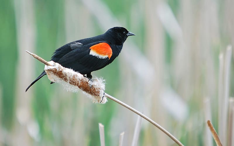 Birds, Animal, Red Winged Blackbird, HD wallpaper