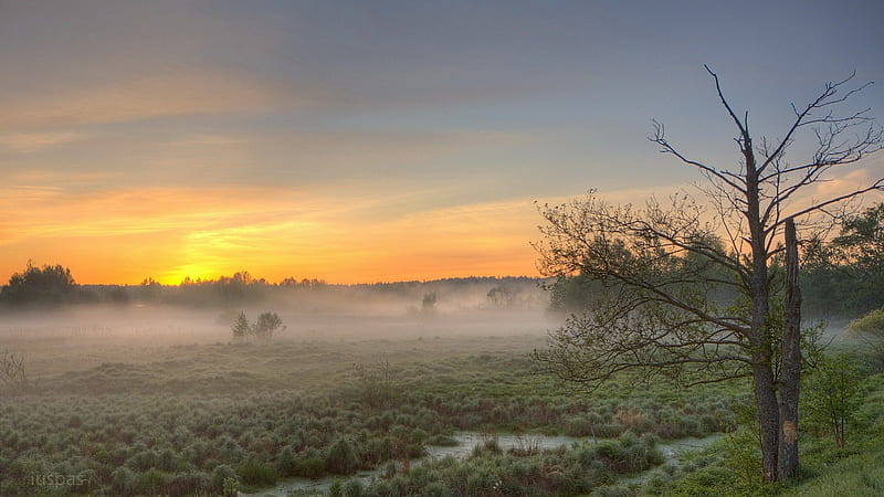 morning fog on beautiful wetlands, wetlands, tree, sunrise, fog, HD wallpaper