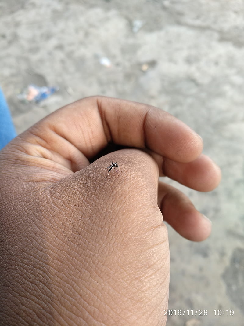 Mosquito, animal, micro, small, HD phone wallpaper