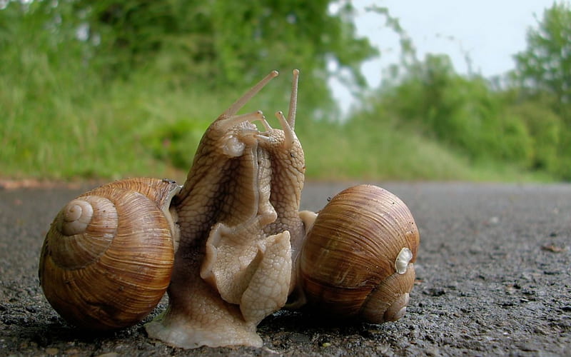 Kiss, snail, animal, cute, green, shell, love, nature, road, couple, HD wallpaper