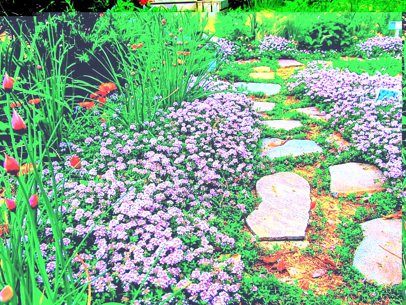 BEAUTIFUL GARDEN PATHWAY, ROCKS, GARDEN, SPLENDOR, NATURE, COLORFUL ...