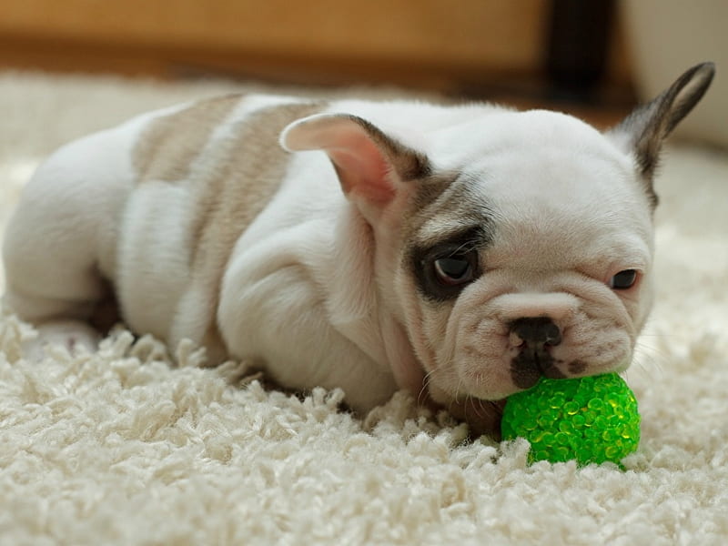 PUPPY CHEWING A TOY, ANIMAL, TOY, PUPPY, HD wallpaper