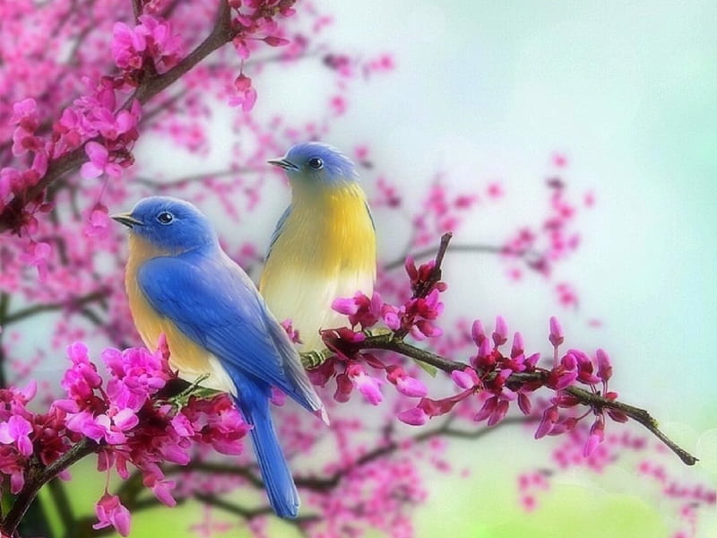 Spring Bluebirds, lovely still life, bluebirds, colors, love four seasons, birds, spring, flowers, nature, animals, HD wallpaper