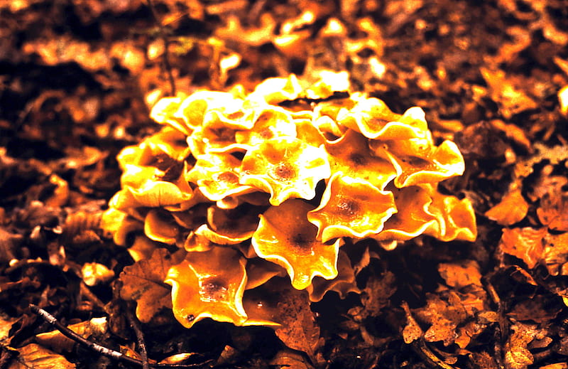 Boletus Fungi, autumn, fungi, woods, boletus, nature, HD wallpaper