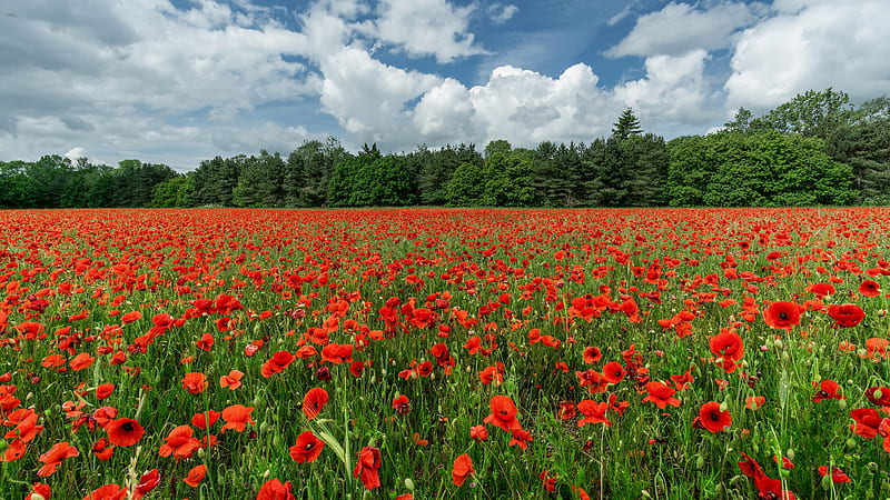 Beautiful Field Of Red Flowers During Summer Flowers, HD wallpaper