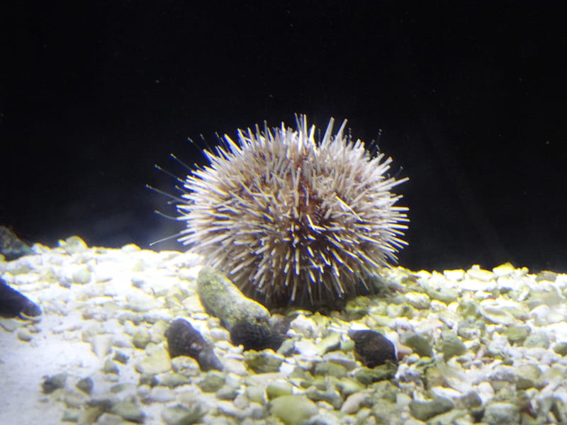 The Sea Urchin, urchin, water, seas, sea urchin, HD wallpaper