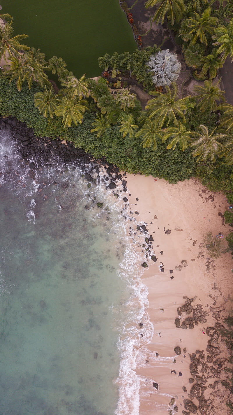 beach, aerial view, palm trees, sea, sand, HD phone wallpaper