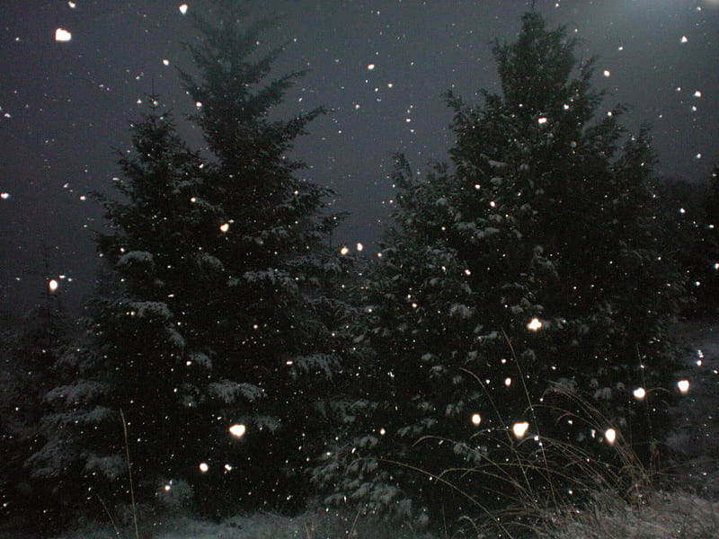 Christmas in the Forest, snow, fir, trees, cedar, christmas trees, HD wallpaper