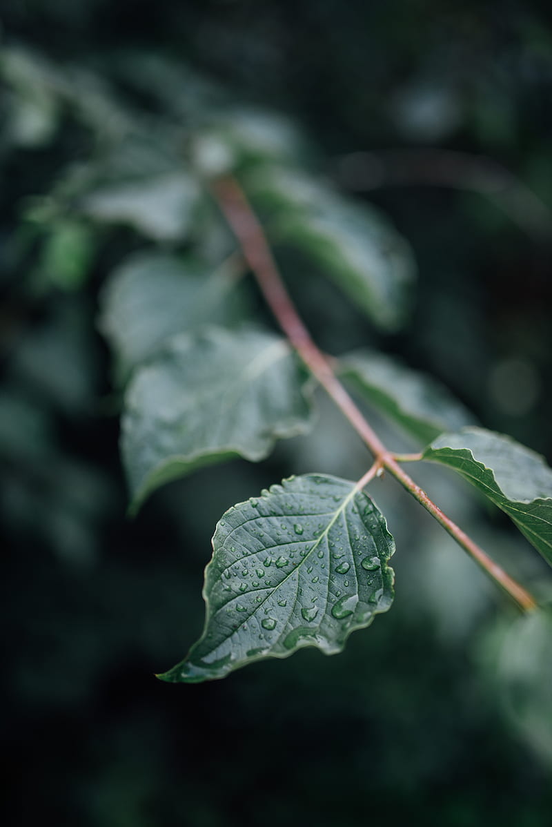 leaf, drops, wet, branch, macro, HD phone wallpaper
