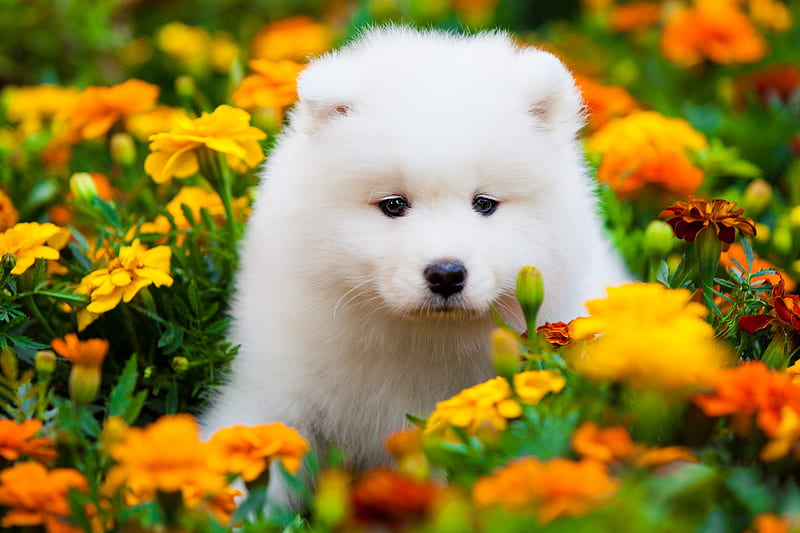Dogs, Samoyed, Baby Animal, Dog, Flower, Marigold, Pet, Puppy, Yellow Flower, HD wallpaper