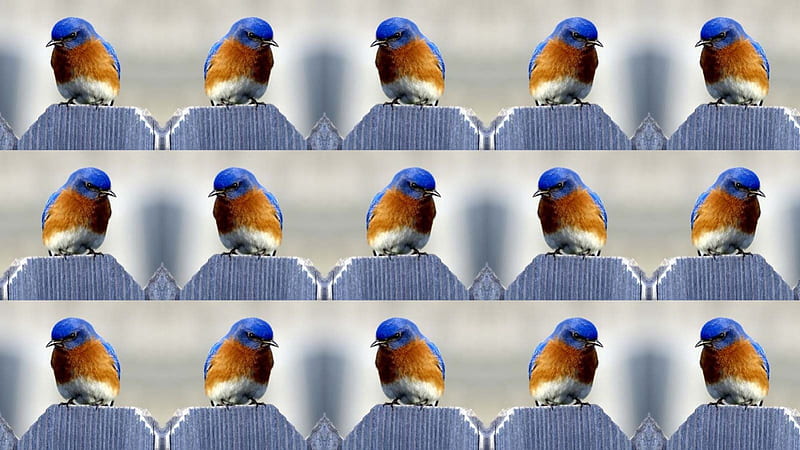 eastern bluebird-male, male, bird, blue, bluebird, HD wallpaper