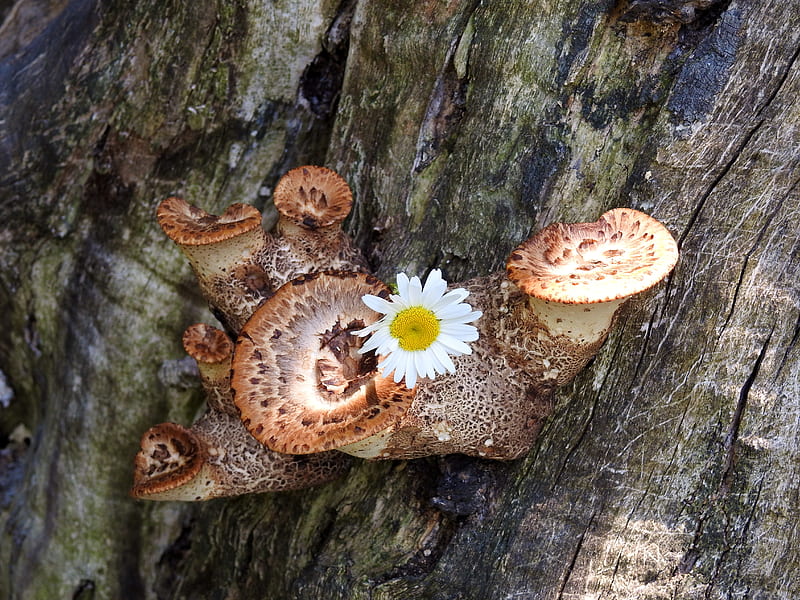 Daisy On A Mushroom, Forest, Daisy, Mushrooms, Tree, Spring, graphy, Nature, Flower, HD wallpaper