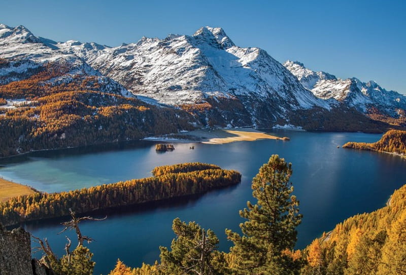 Lake Sils, Engadine Valley, forest, autumn, Swiss Alps, yellow, bonito, trees, lake, green, mountains, white, snowy peaks, blue, HD wallpaper