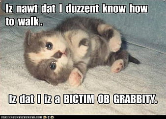Lookin' sus - Lolcats - lol, cat memes, funny cats, funny cat  pictures with words on them, funny pictures, lol cat memes