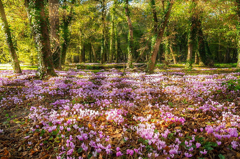 Wild cyclamen in a forest, forest, wild, cyclamen, flowers, park, bonito, spring, meadow, trees, HD wallpaper