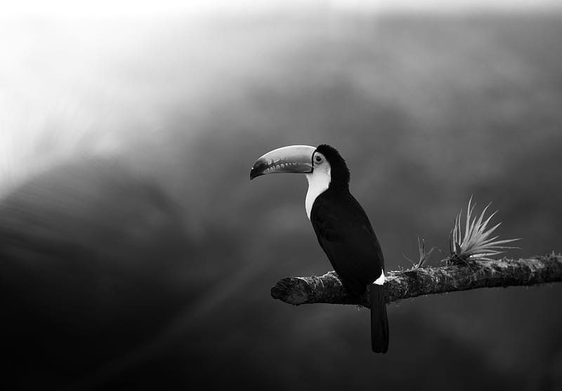 toucan, bird, bw, beak, branch, HD wallpaper