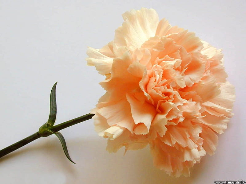 A pretty peach colored carnation.., thank you, gorgeous, appreciation, gratitude, HD wallpaper