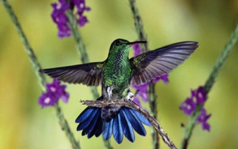 1920x1080px, 1080P free download | Hummingbird In Flight, Purple