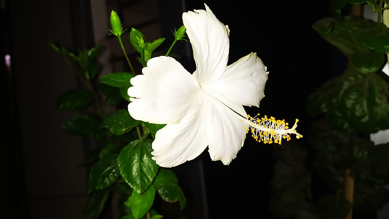 White Flower, china rose, HD wallpaper | Peakpx