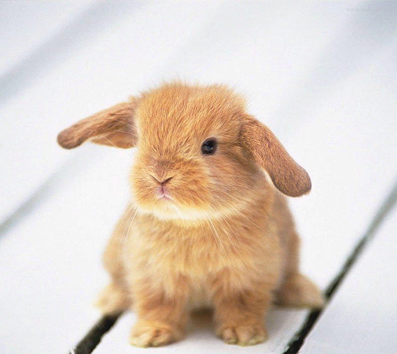 Bunny, baby, cute, rabbit, tan, HD wallpaper