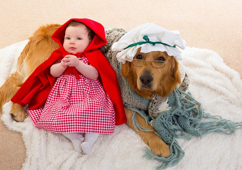 Little Red Riding Hood and the Bad Wolf, labrador, glasses, caine, creative, baby, situation, red riding hood, animal, hat, cute, girl, copil, child, funny, dog, HD wallpaper