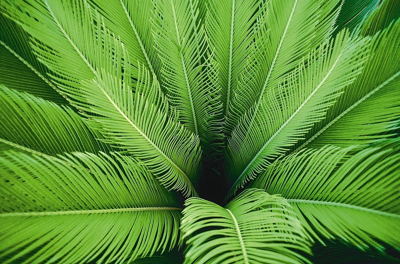 palm fronds, graphy, green, beauty, nature, fronds, trees, HD wallpaper