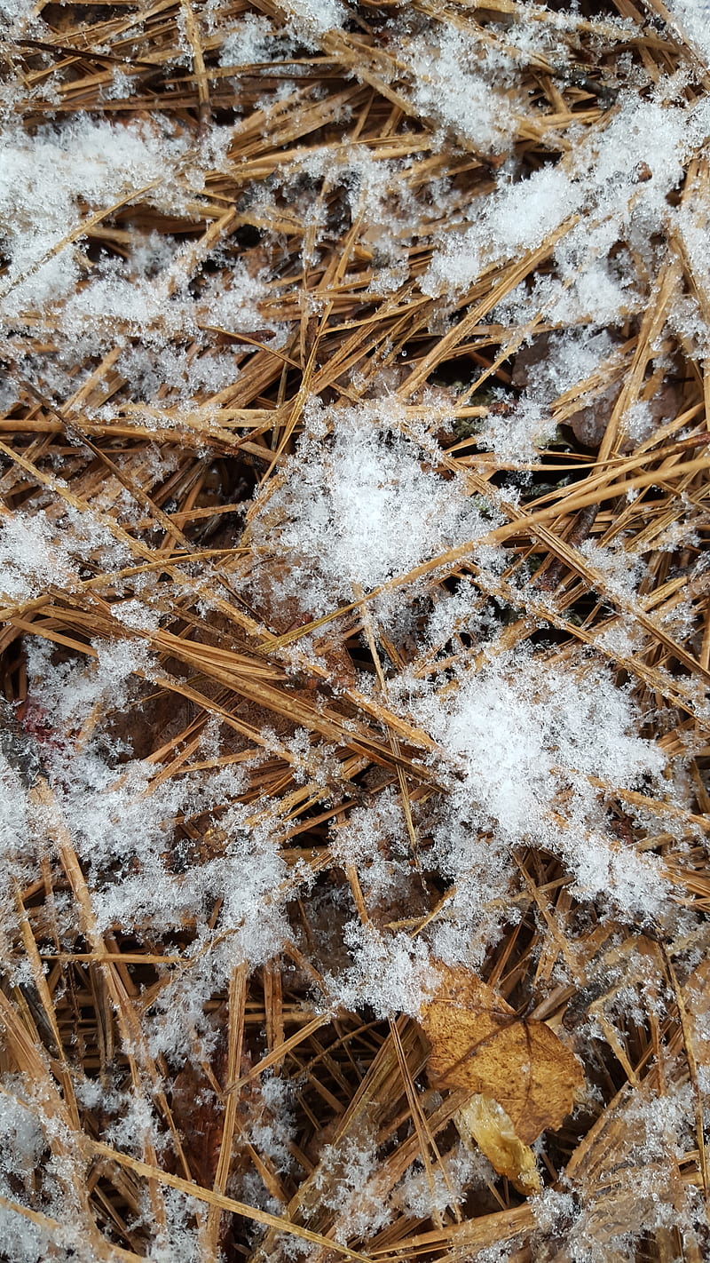 Snowy needles, cold, pine needles, snow, HD phone wallpaper