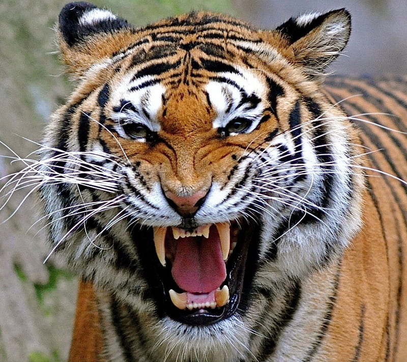 Royal bengal tiger, rock, tiger, animal, leaves, profile, color, art,  female, HD wallpaper | Peakpx