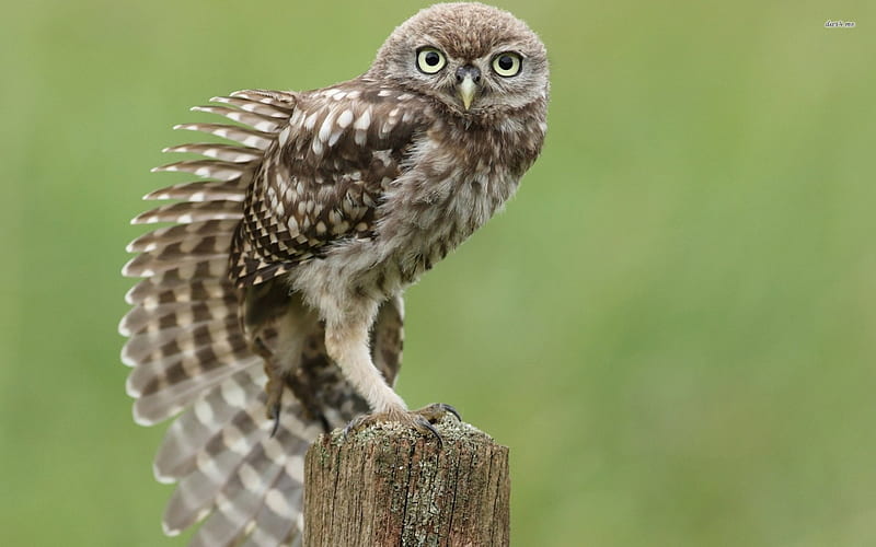 burrowing owl, owl, post, burrowing, bird, HD wallpaper