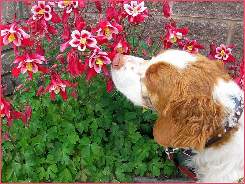 Dog w Flowers, cool, HD wallpaper