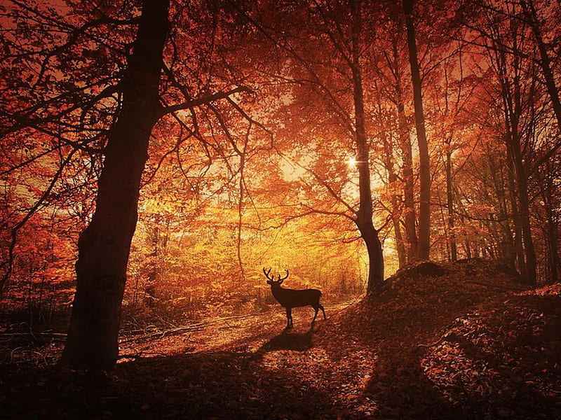 Guard_of_Forest, forest, guard, bonito, deer, HD wallpaper