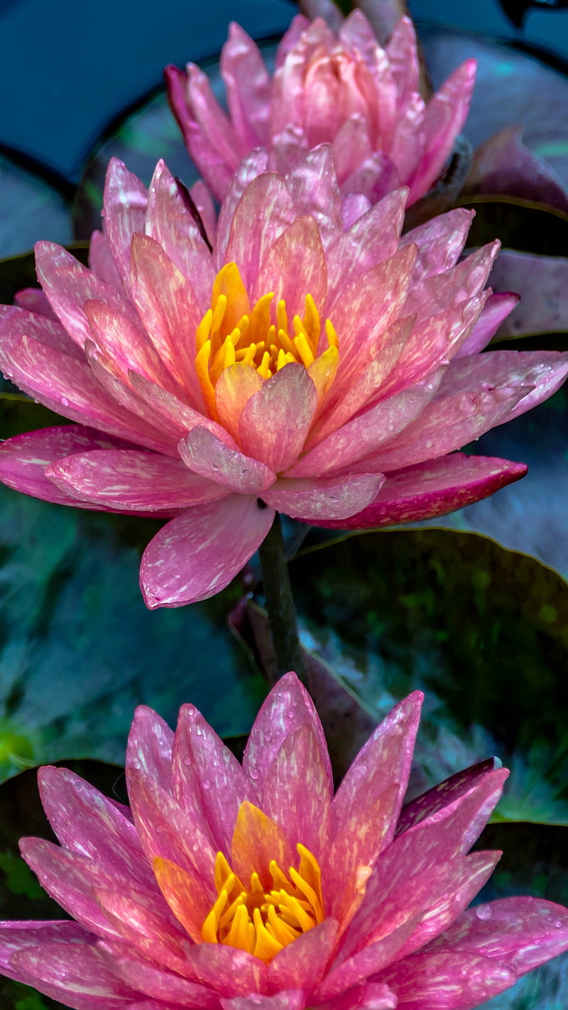 Water lily , water lily, flower, pink flower, lily pad, leaf, HD phone wallpaper