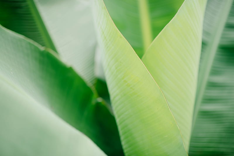 green banana leaf, HD wallpaper