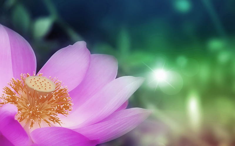 pink lotus China-flowers, HD wallpaper