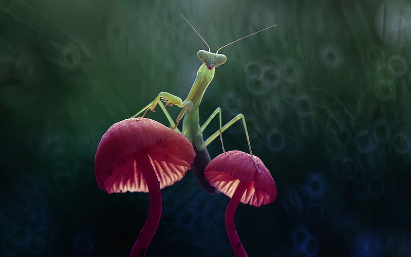Parying mantis, praying mantis, bokeh, calugarita, green, macro, mushroom, pink, HD wallpaper